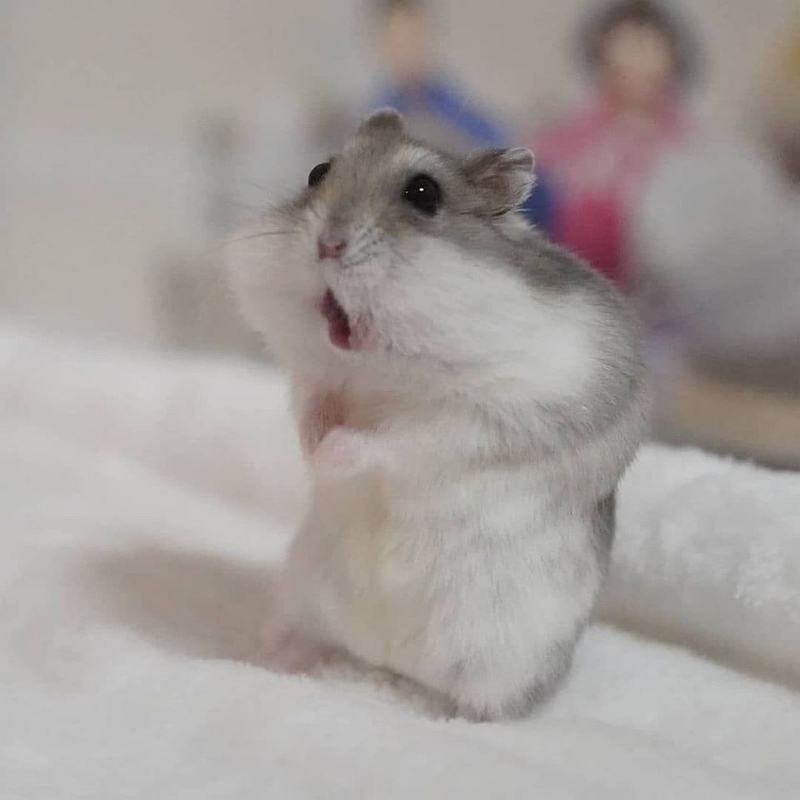 Những chú hamster với đôi mắt tròn xoe