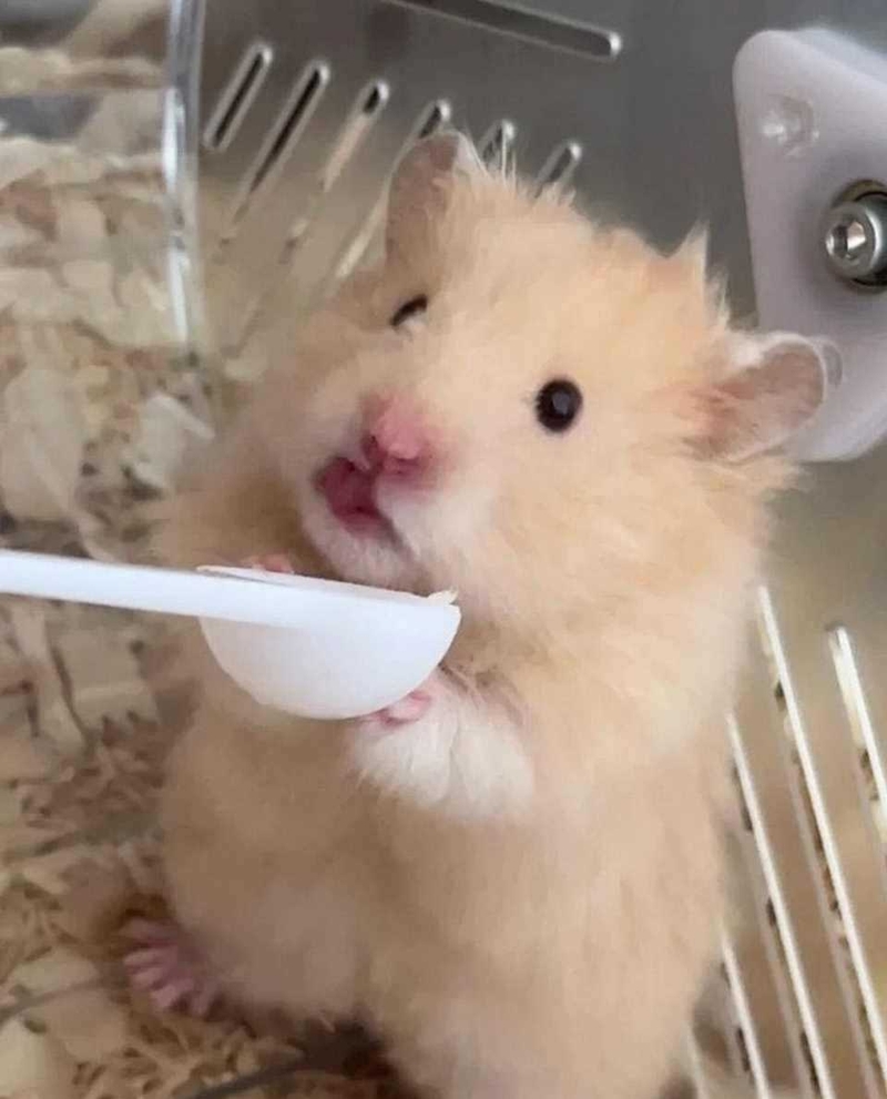 Meme hamster siêu đáng yêu (5)