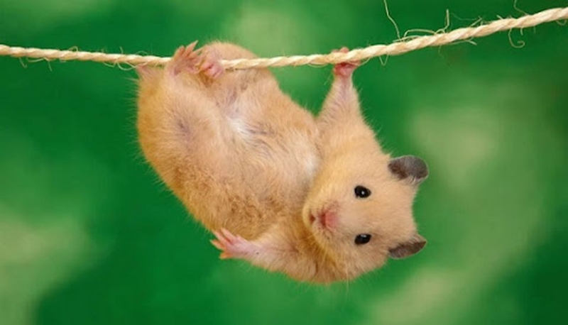 Meme hamster có đặc điểm gì?