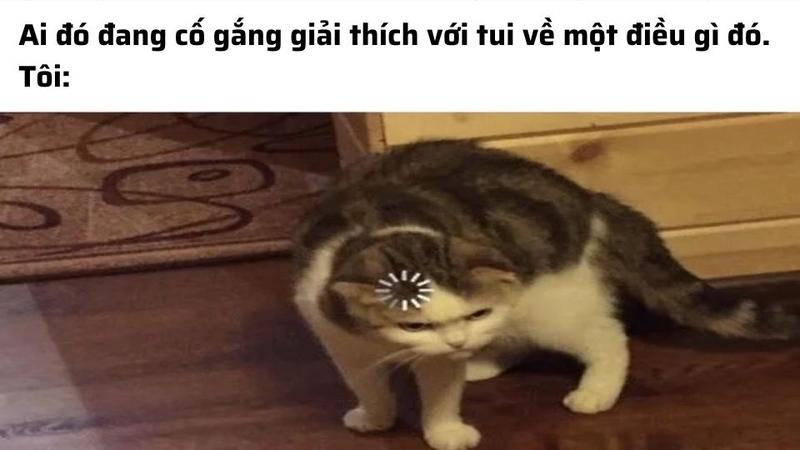 Meme khó hiểu có chủ đề về mèo hài hước