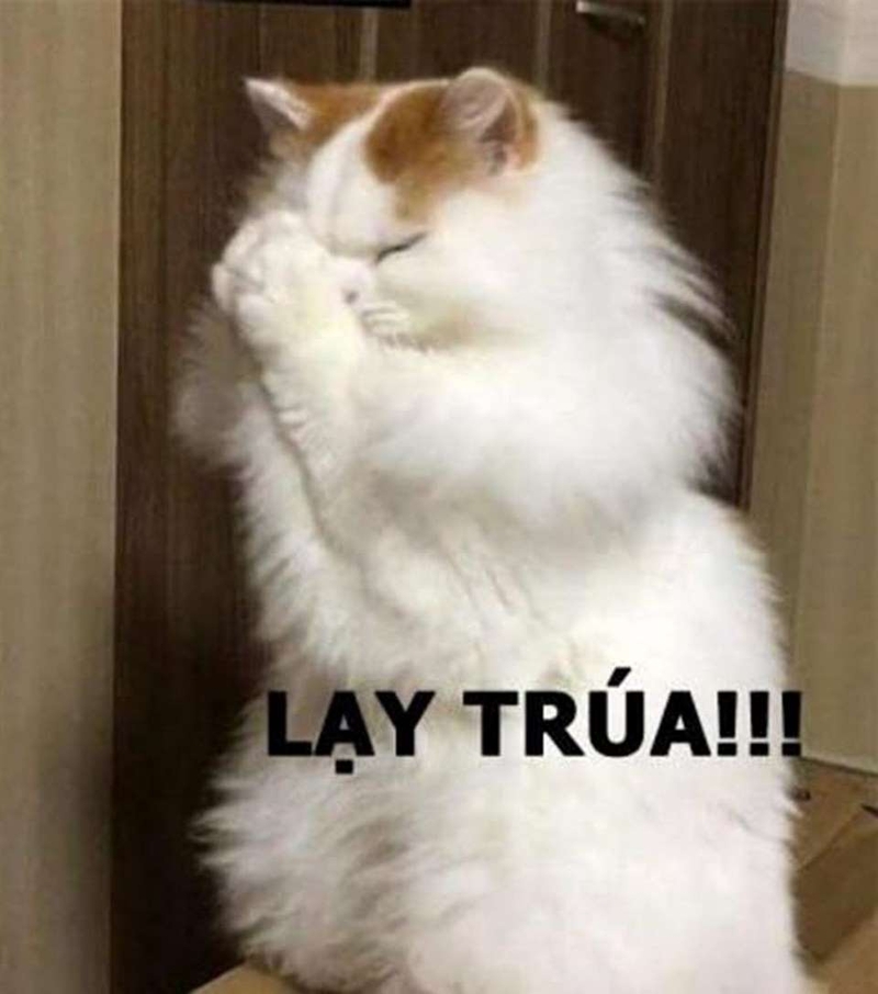 Cười ngả nghiêng với loạt meme lạy