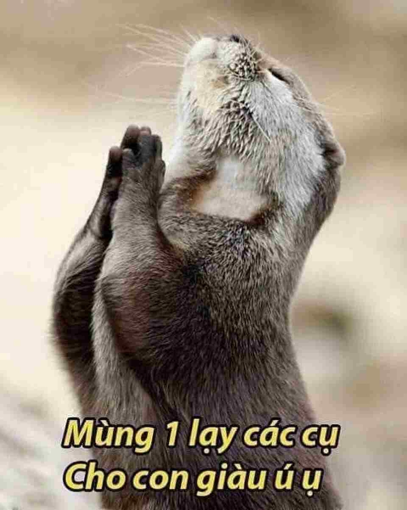 Cập nhật những mẫu meme lạy thú vị
