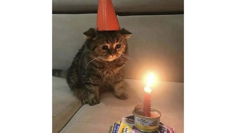 Meme mèo buồn với gương mặt thất thần 2