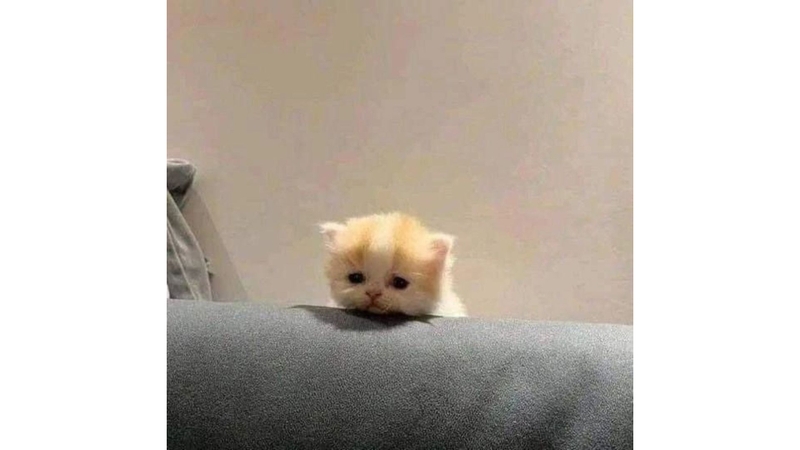 Meme mèo buồn với gương mặt thất thần 3