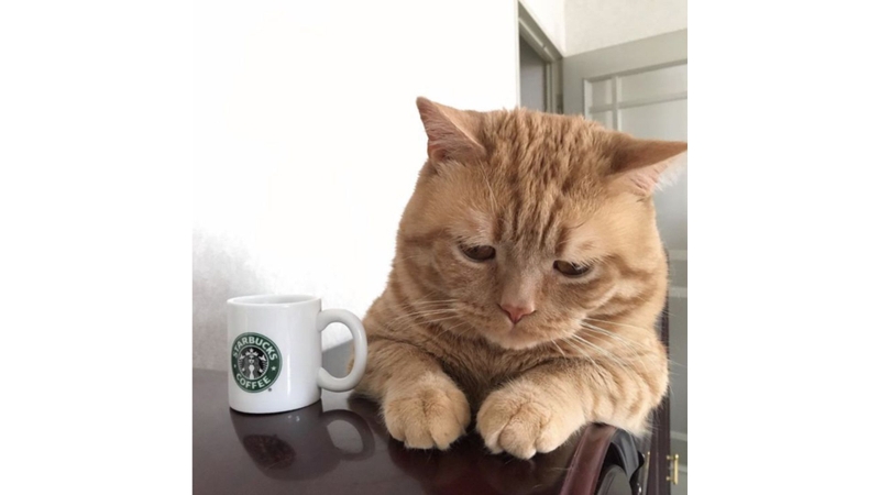 Meme mèo buồn với gương mặt thất thần 4