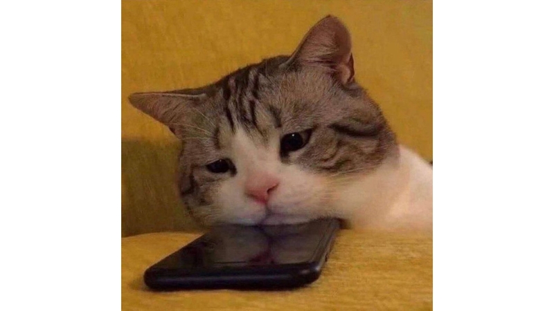 Meme mèo buồn với gương mặt thất thần 5