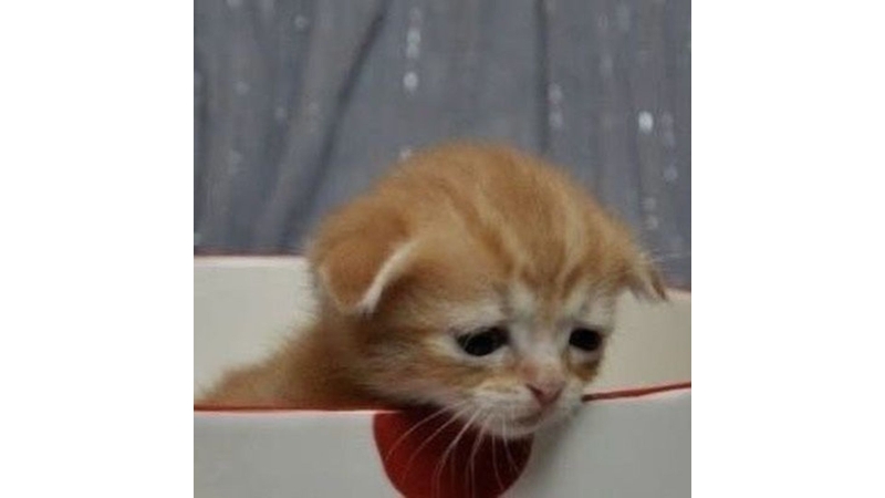 Meme mèo buồn với gương mặt thất thần 7
