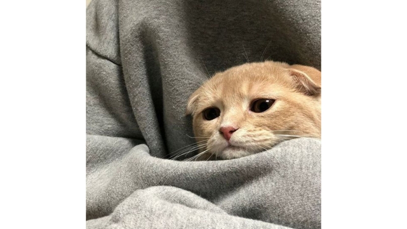 Meme mèo buồn với gương mặt thất thần 8
