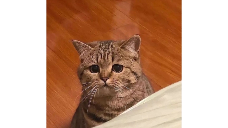 Meme mèo buồn với gương mặt thất thần 9