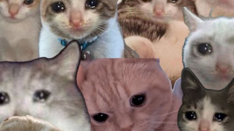 Tại sao meme mèo buồn lại phổ biến?