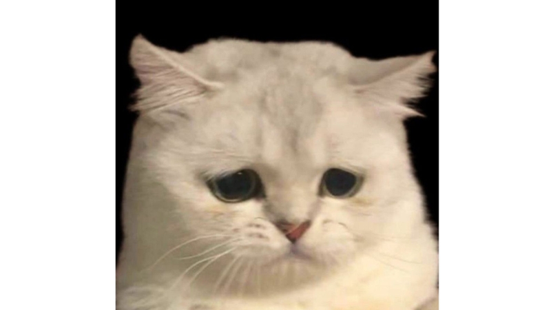 Meme mèo buồn với gương mặt thất thần 10