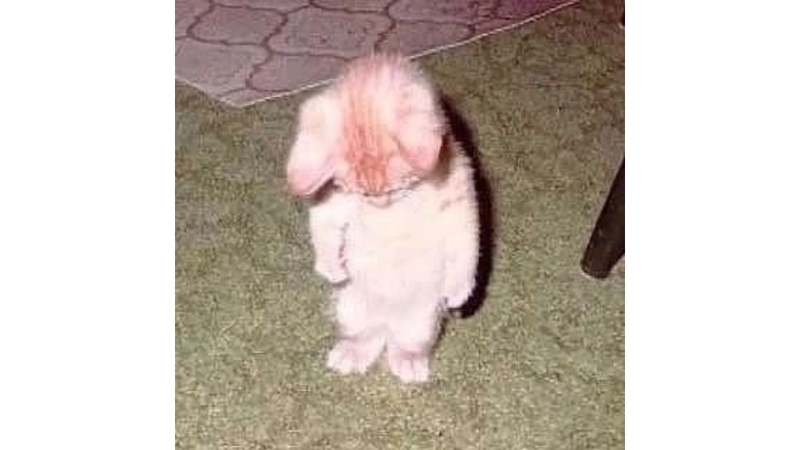 Meme mèo buồn với gương mặt thất thần 11