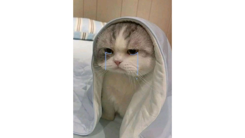 Meme mèo buồn khóc 1
