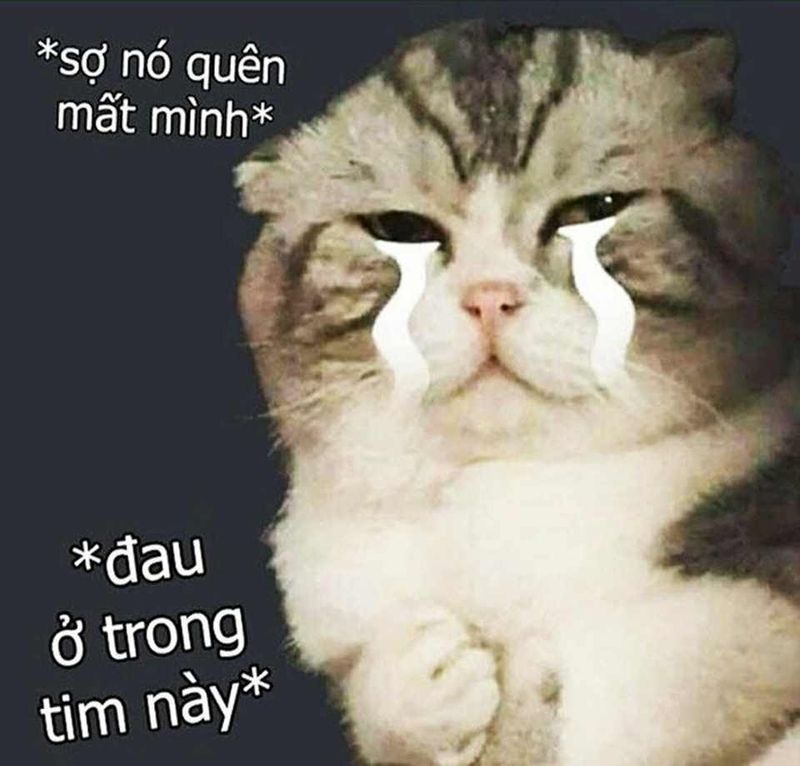 Cập nhật thêm các mẫu meme khác liên quan đến loài mèo