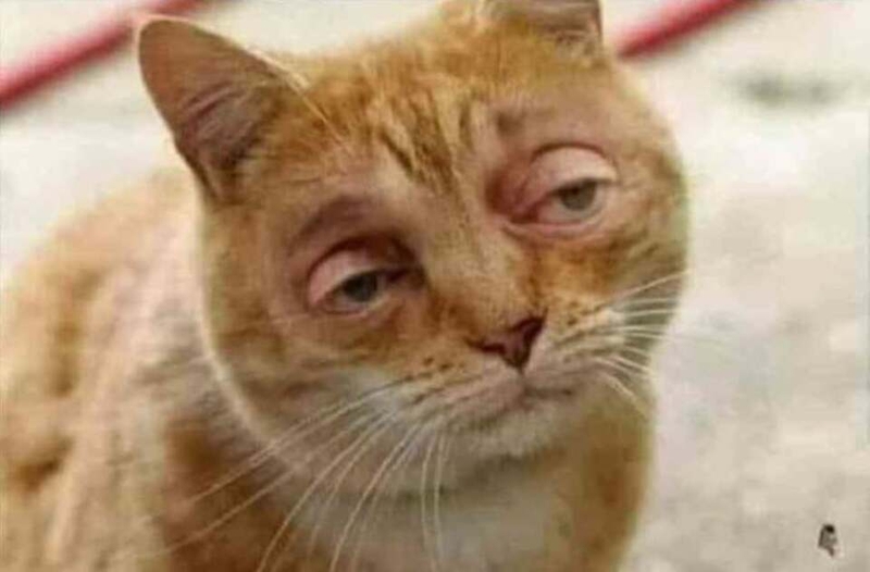 Tạo tiếng cười với meme hình mèo