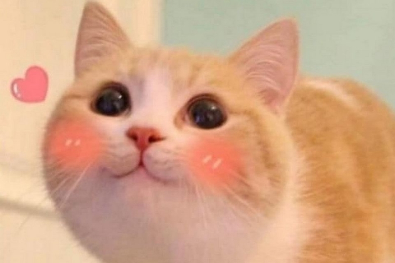 Có nhiều trường hợp dùng meme mèo ngại ngùng