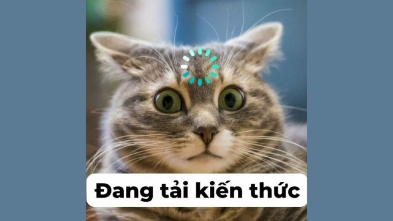 Meme dạng hình ảnh phổ biến nhất