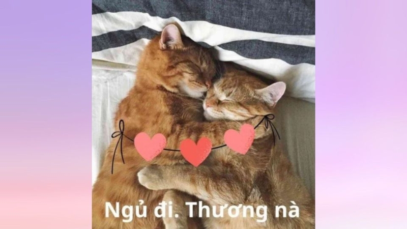 Meme ôm chủ đề mèo ngủ ngon