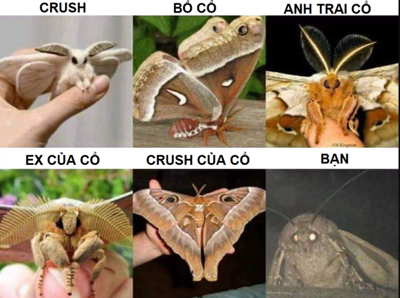 Những hình ảnh gây hãi hùng được biến tấu thành meme