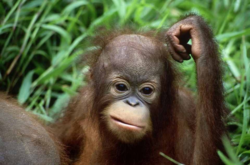 Việc sử dụng meme suy nghĩ thú vị