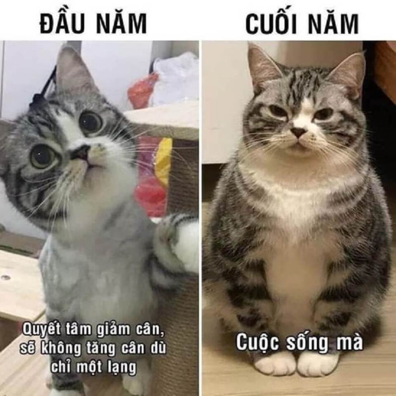 Sáng tạo với mẫu meme ngày Tết