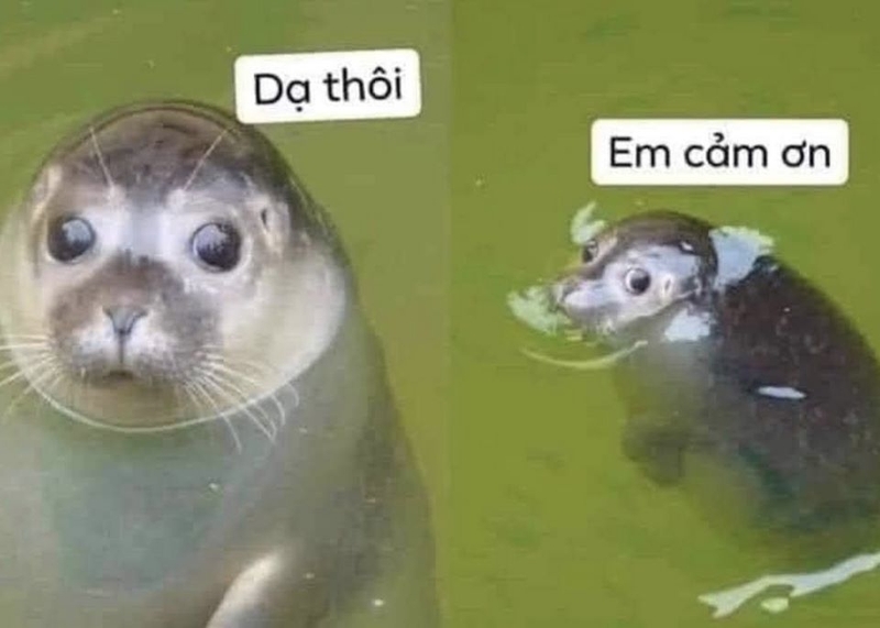 Các hình ảnh dễ thương được dùng làm meme