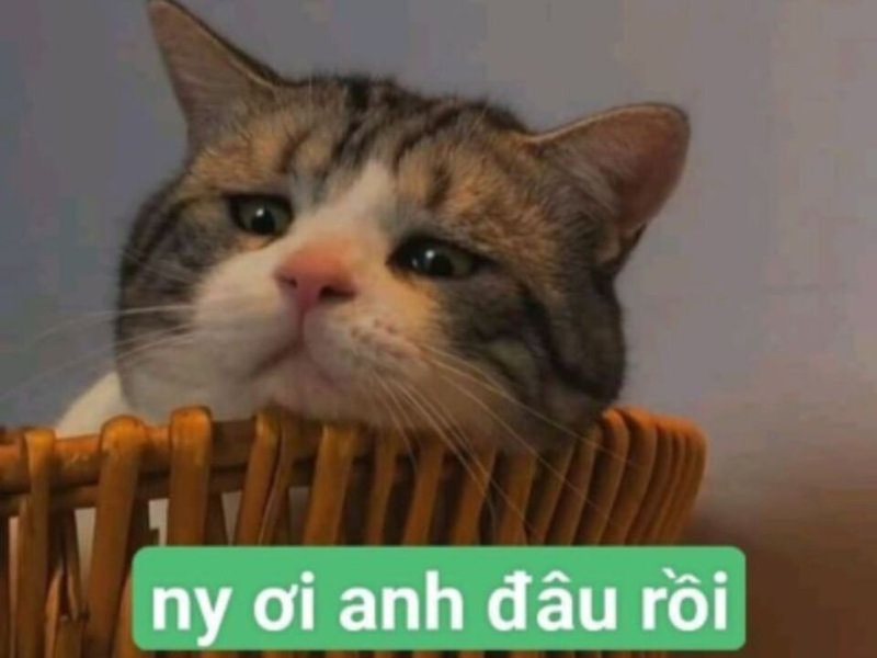 Meme mèo kèm thông điệp siêu cưng
