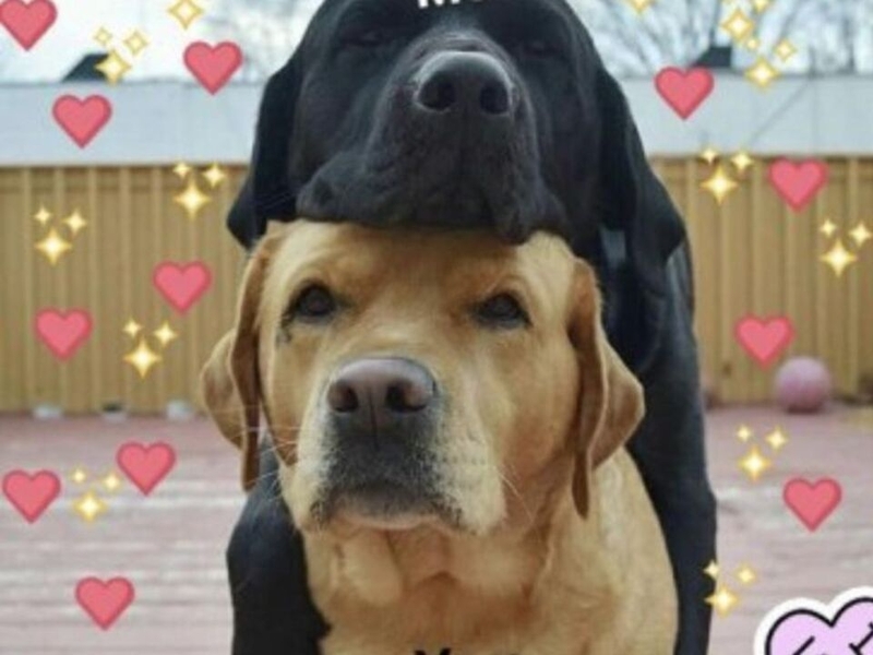 Meme tình yêu hình chú chó hài hước