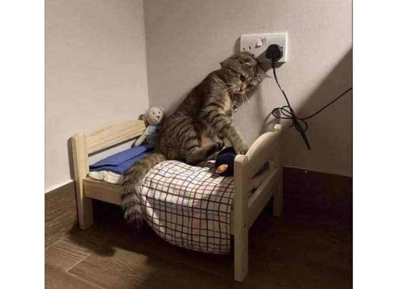 Nhiều mẫu meme mèo tổn thương