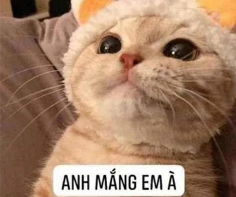 Nhiều mẫu meme mèo tổn thương thú vị