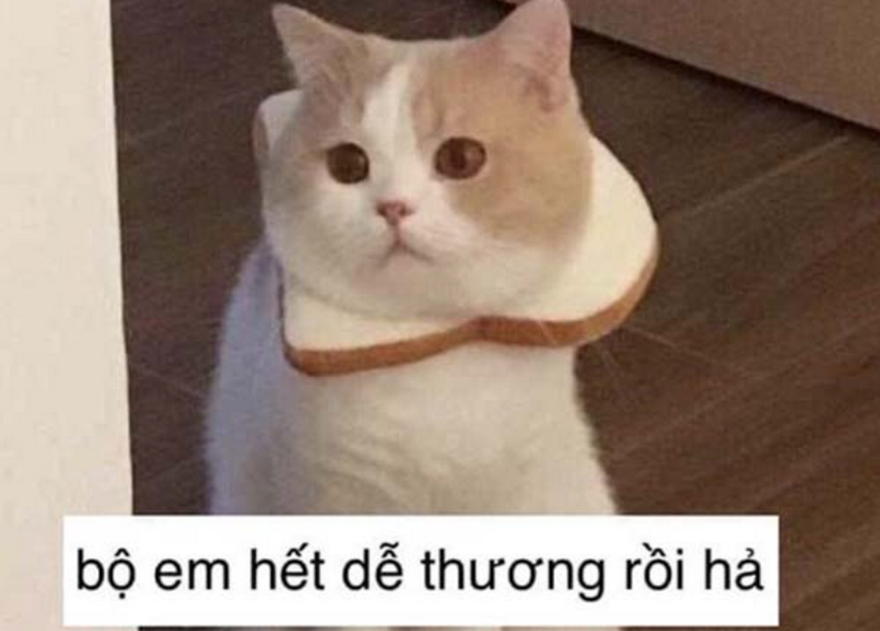 Hình ảnh chú mèo tổn thương rất đáng yêu