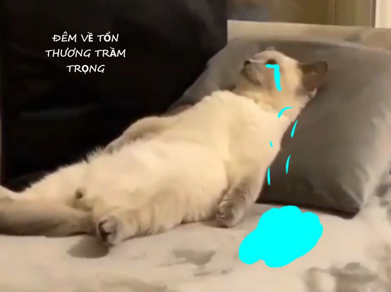 Loại meme tổn thương cực kỳ thú vị