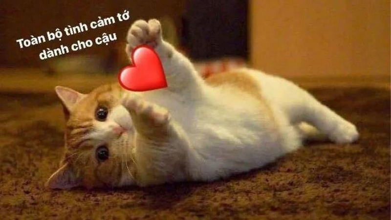 Meme được chia sẻ rộng rãi