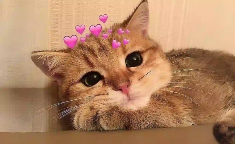 Những mẫu meme cute và đáng yêu