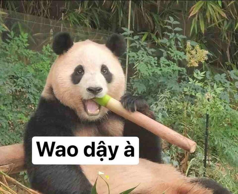 Giới thiệu các mẫu meme Trung Quốc đặc sắc