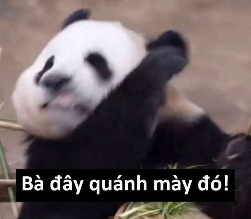Hàng loạt mẫu gấu trúc Trung Quốc đáng yêu