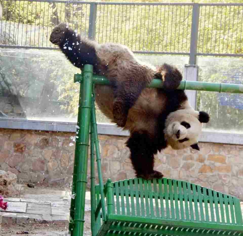 Giới thiệu các mẫu meme Trung Quốc đáng yêu