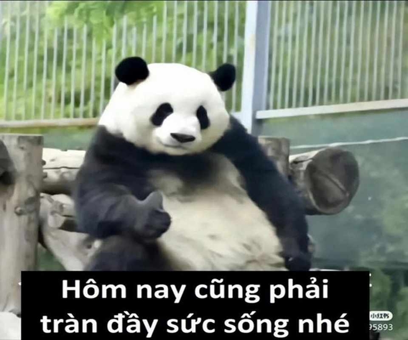 Tuyển tập ảnh meme Trung Quốc siêu hài