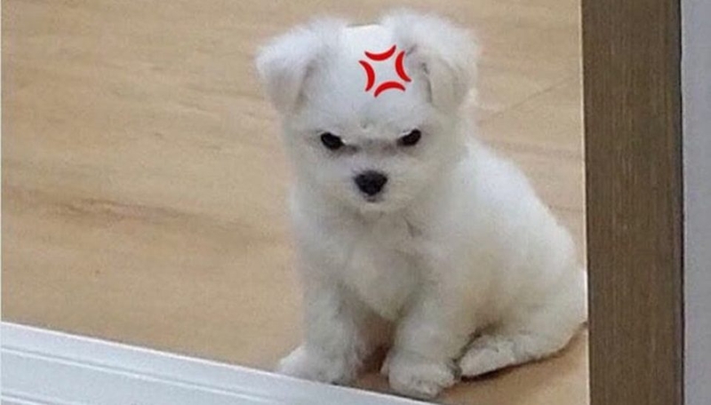 Cộng đồng mạng thường xuyên chia sẻ meme tức giận