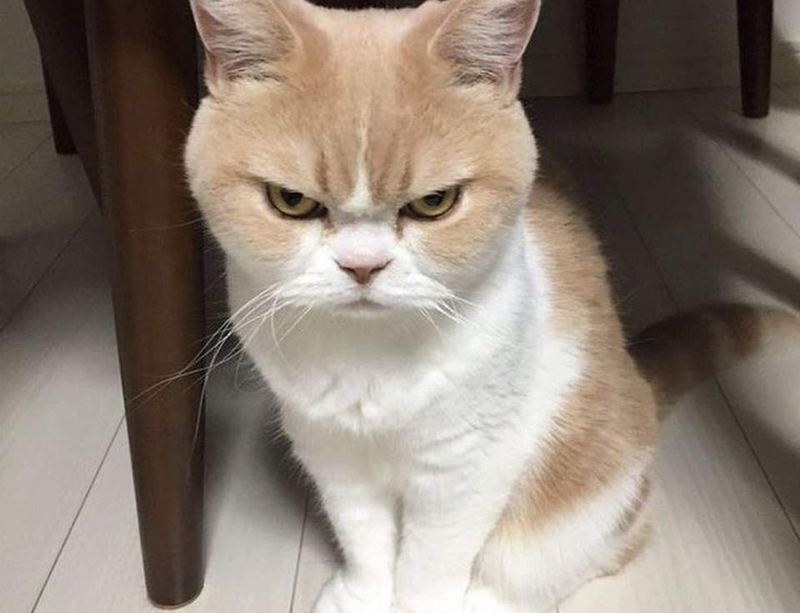 Cách sử dụng meme tức giận rất đa dạng