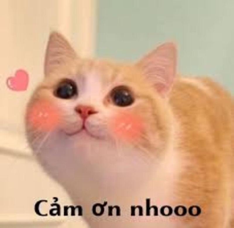 Tri ân đối phương bằng meme cảm ơn