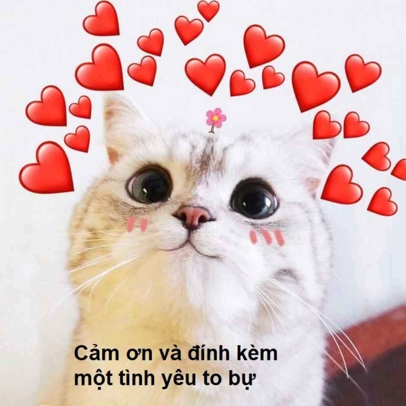 Thể hiện sự biết ơn qua meme cực độc đáo
