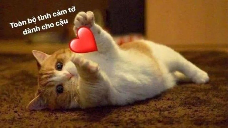 Meme yêu thương hình động vật kèm thông điệp