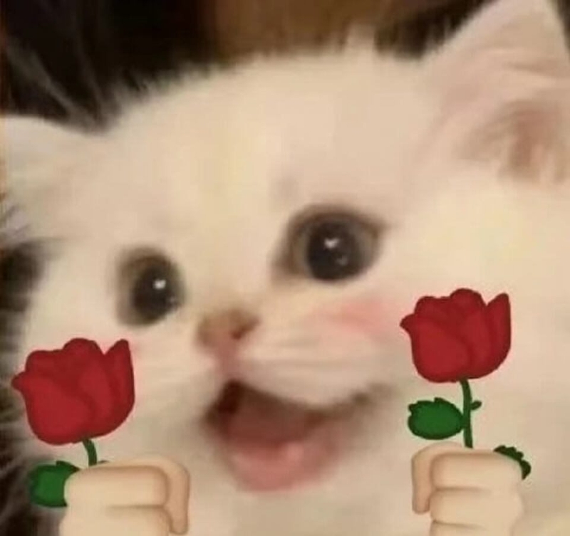 Meme yêu thương phổ biến nhờ tính đơn giản