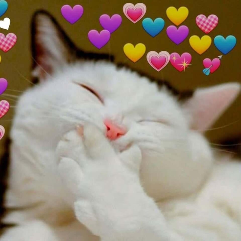 Meme yêu thương hình động vật dễ thương