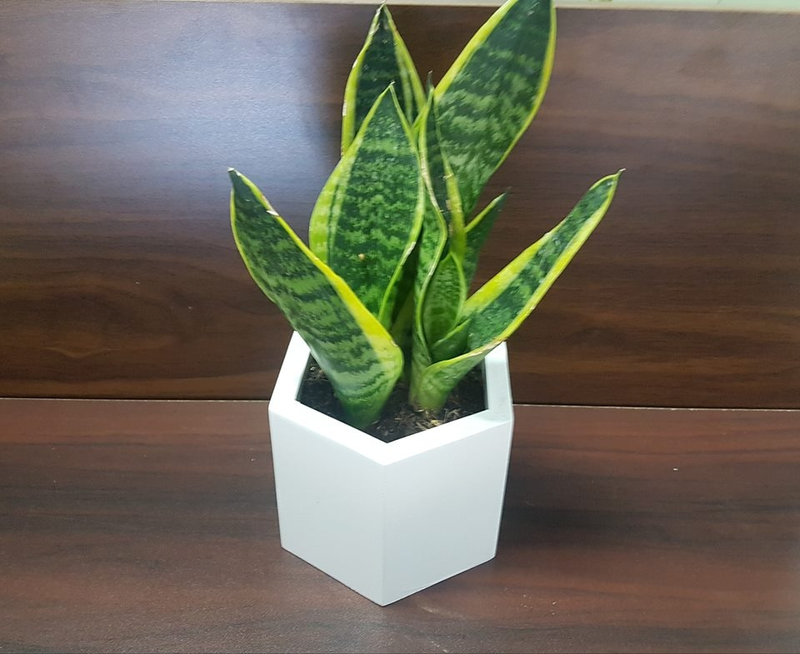 Cây lưỡi hổ