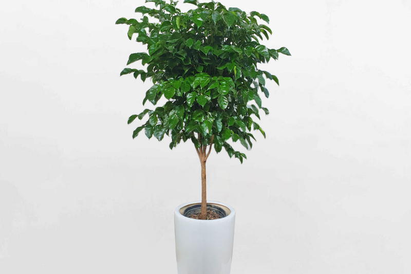 Cây hạnh phúc