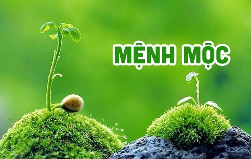 mệnh mộc hợp số nào ảnh 1