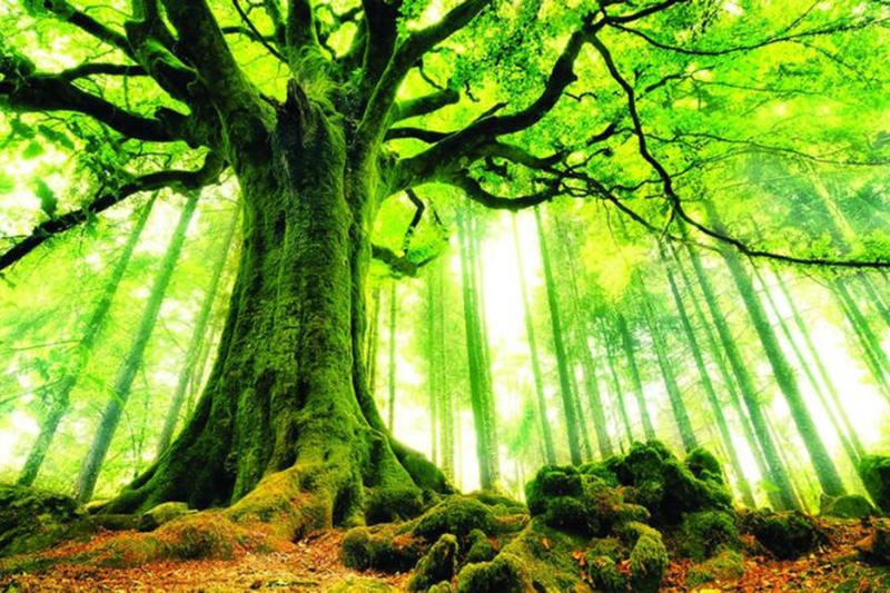 Mệnh Mộc khắc gì 1