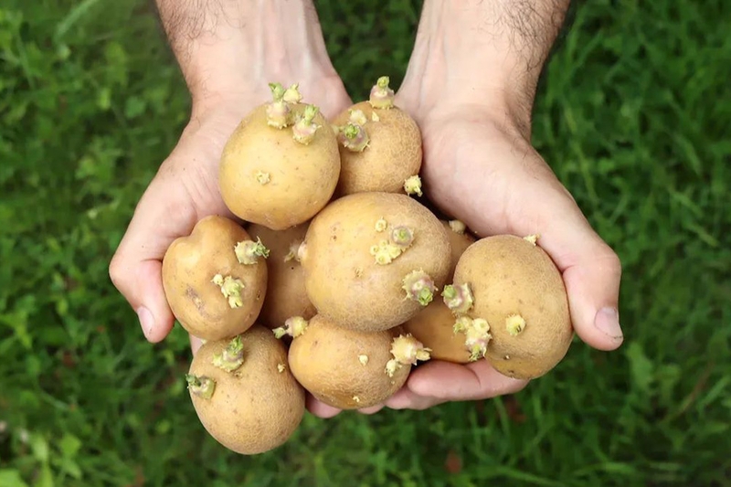 Mẹo bảo quản khoai tây không mọc mầm - 08